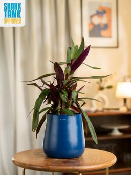 KYARI - Navy Blue Oyster with Aura Pot