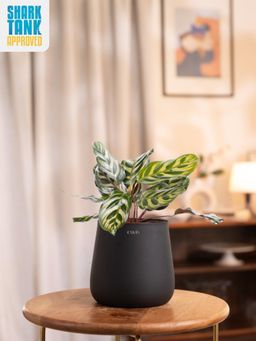 KYARI - Black Peacock Plant with Aura Pot