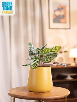 KYARI - Yellow Peacock Plant with Aura Pot