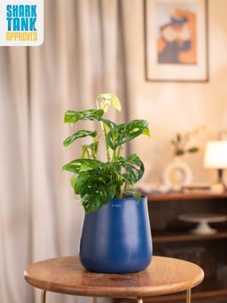 KYARI - Navy Blue Philodendron Broken Heart Plant with Aura Pot