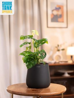 KYARI - Black Philodendron Broken Heart Plant with Aura Pot