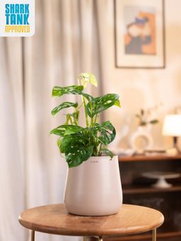 KYARI - Beige Philodendron Broken Heart Plant with Aura Pot
