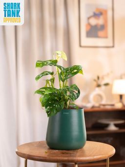 KYARI - Green Philodendron Broken Heart Plant with Aura Pot