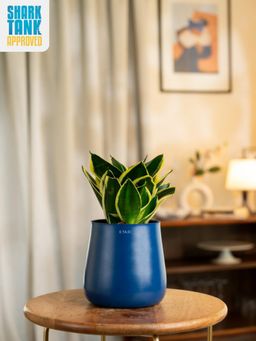 KYARI - Navy Blue Sansevieria Golden Hahnii Snake Plant with Aura Pot