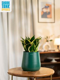 KYARI - Green Sansevieria Golden Hahnii Snake Plant with Aura Planter