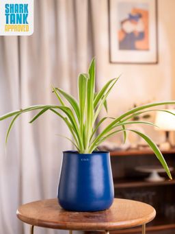 KYARI - Navy Blue Spider with Aura Pot