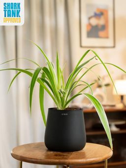 KYARI - Black Spider with Aura Pot