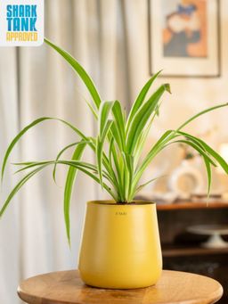 KYARI - Yellow Spider with Aura Pot