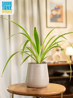 KYARI - Beige Spider with Aura Pot