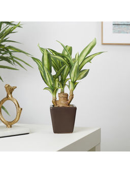 HomeTown - Ilana Faux Mini Dracaena 1 Ceramic Potted Plant 24 Cm in Green Colour