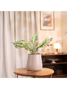 KYARI - Aglaonema Snow Beige with Aura Pot