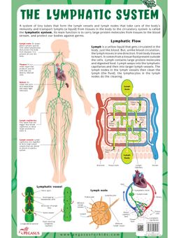 Pegasus - The Lymphatic System Thick Laminated Chart