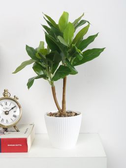 ARICK DECOR - Artificial Ficus Potted Bonsai Plant with Pot