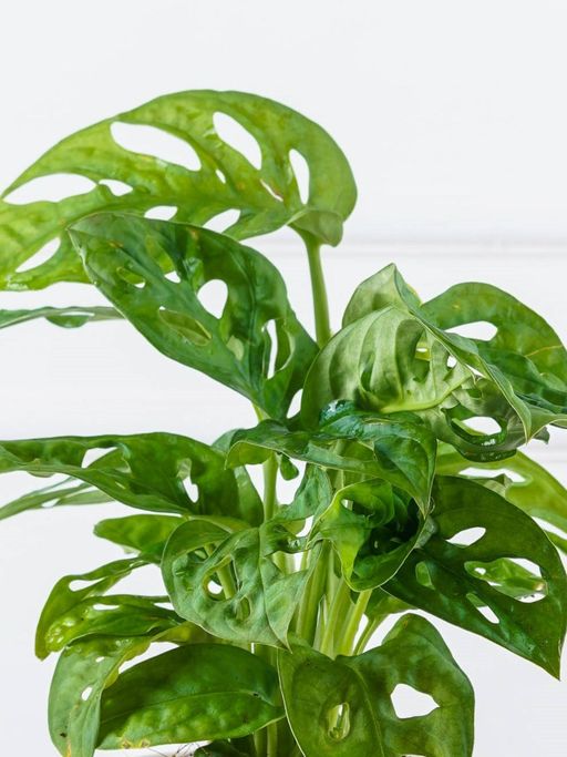 where to buy spider plants Spider Plant Asst Varieties