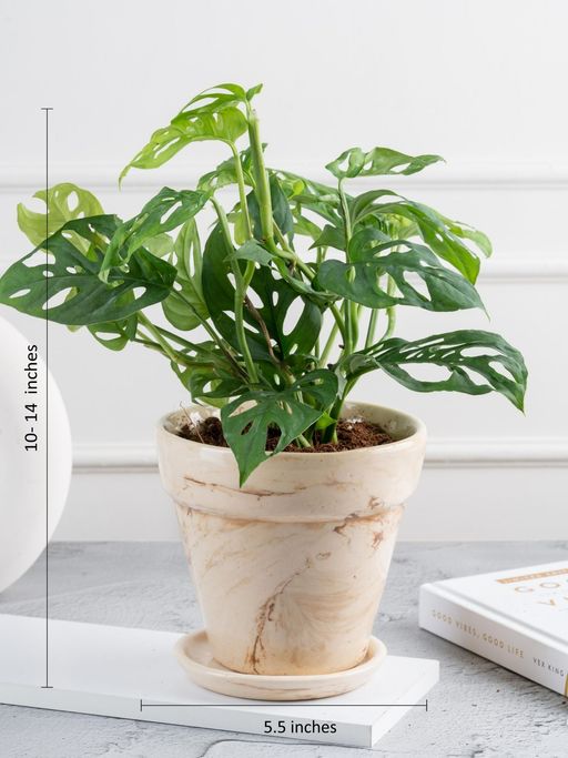 coco stick for plants Coco Pole 36"  Natural Coconut Fiber Plant Support for Monstera, Pothos & Climbing Plants
