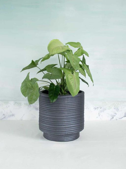 Freedom Tree Strata Footed Lava Grey Planter