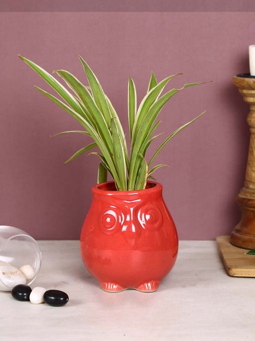 Tayhaa Red Owl Shape Head Mini Planter Pot