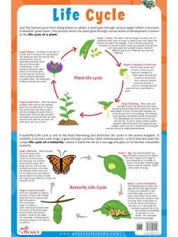 Pegasus - Plant & Butterfly Life Cycle Chart Thick Laminated Chart
