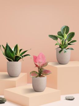Greenkin - Indoor Plants In Eco Pots (Pack of 3)