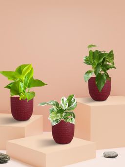 Greenkin - 3 Money Plants in Eco Pots (Pack of 3)