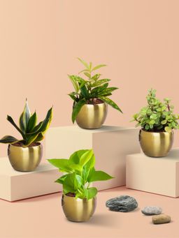 Greenkin - Air-Purifying Live Plants in Golden Eco Pots (Pack of 4)