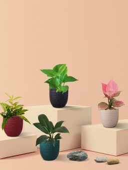 Greenkin - Easy Care Air Purifying Live Plants In Eco Pots (Pack of 4)