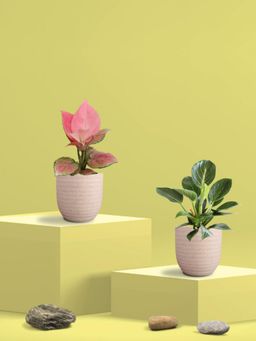 Greenkin - Aglaonema Pink and Birkin Plants in Eco Pot (Pack of 2)