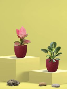 Greenkin - Aglaonema Pink and Birkin Plants in Eco Pot (Pack of 2)