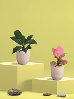 Greenkin - Aglaonema Pink and Peace Lily Plants in Eco Pot (Pack of 2)