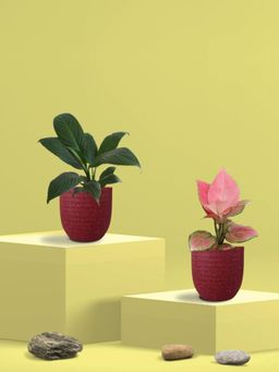 Greenkin - Aglaonema Pink and Peace Lily Plants in Eco Pot (Pack of 2)