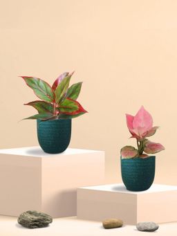 Greenkin - Aglaonema Pink and Lipstick Plants in Eco Pot (Pack of 2)