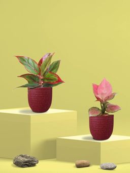 Greenkin - Aglaonema Pink and Lipstick Plants in Eco Pot (Pack of 2)