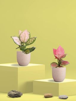 Greenkin - Aglaonema Pink and Wishes Plants in Eco Pot (Pack of 2)