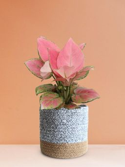 Greenkin - Aglaonema Pink Plant In Grey Jute Planter Basket
