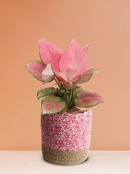Greenkin - Aglaonema Pink Plant In Pink Jute Planter Basket