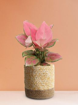 Greenkin - Aglaonema Pink Plant In Yellow Jute Planter Basket