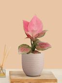 Cream color option, Currently selected