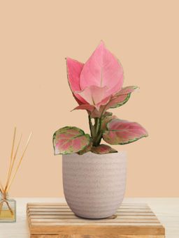 Greenkin - Aglaonema Pink Live Plant In Cream Decor Pot