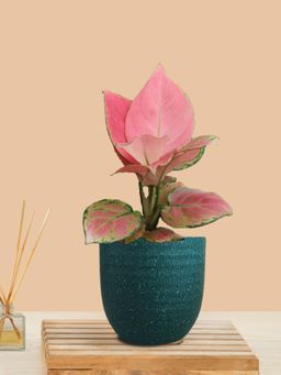 Greenkin - Aglaonema Pink Live Plant In Teal Decor Pot