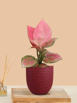 Greenkin - Aglaonema Pink Live Plant In Maroon Decor Pot