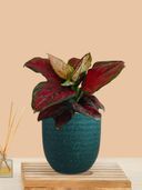 Teal color option, Currently selected