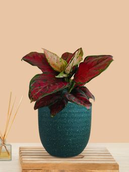 Greenkin - Aglaonema Maroon Beauty Live Plant In Teal Decor Pot