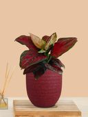 Maroon color option, Currently selected