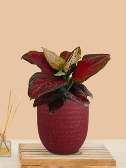 Greenkin - Aglaonema Maroon Beauty Live Plant In Maroon Decor Pot