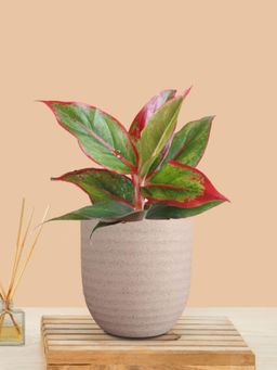 Greenkin - Aglaonema Maroon Lipstick Plant In Cream Decor Pot