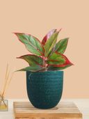 Teal color option, Currently selected