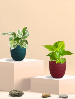 Greenkin - Bathroom Plants (Pack of 2)