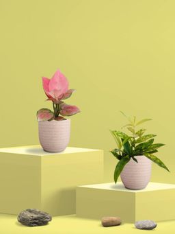 Greenkin - Bamboo Gold Plant & Pink Plant in Eco Pot (Pack of 2)
