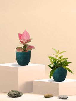 Greenkin - Bamboo Gold Plant & Pink Plant in Eco Pot (Pack of 2)