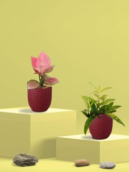 Greenkin - Bamboo Gold Plant & Pink Plant in Eco Pot (Pack of 2)